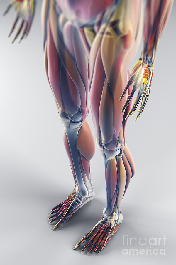 Muscles Of The Lower Body #1 Photograph by Science Picture Co