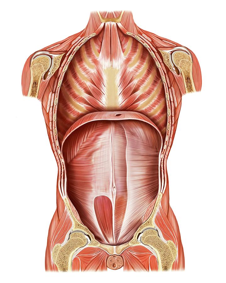 Muscles Of Trunk And Abdomen Photograph By Asklepios Medical Atlas Fine Art America