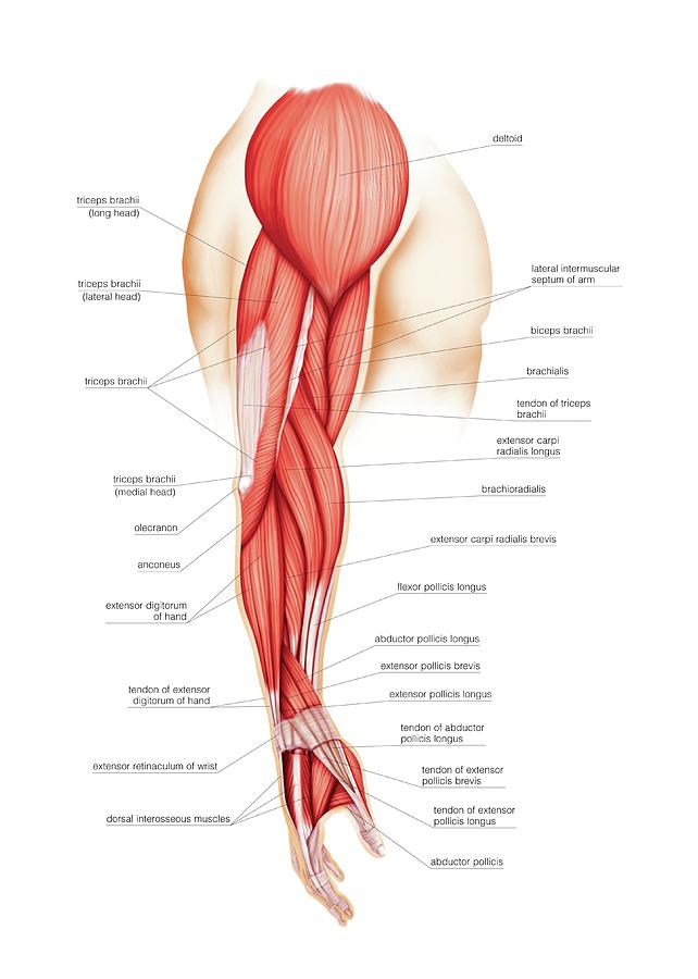 upper limb muscle diagram