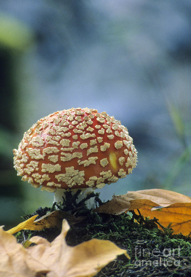 Olympic National Park Photograph - Mushroom Amanita Muscaria #1 by Richard and Ellen Thane