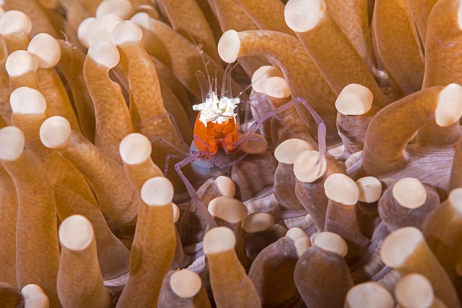 Mushroom Coral Shrimp #1 Photograph by Andrew J. Martinez
