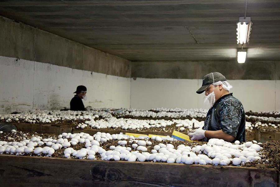 Mushroom Farm #1 Photograph by Jim West