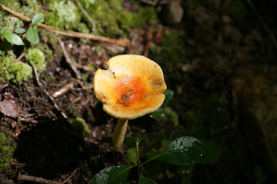 Woods Photograph - Mushroom by Heidi Poulin Woods Photograph - Mushroom by Heidi Poulin