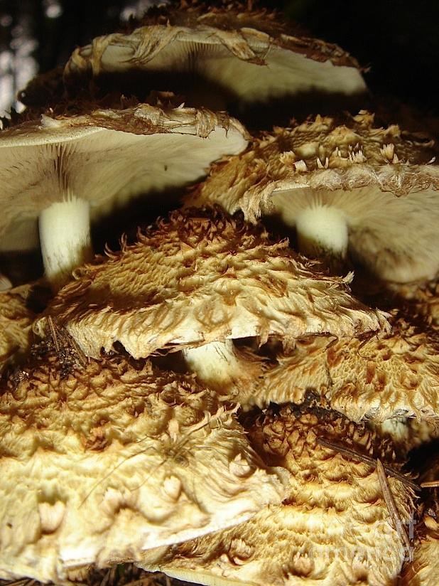 Mushroom Photograph - Mushroom #1 by Kimberly McDonell