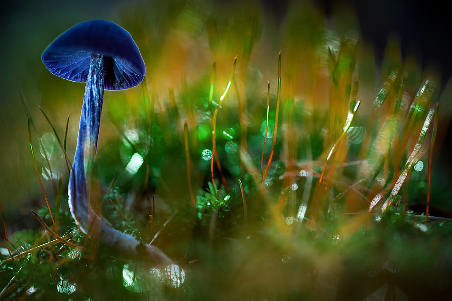 Mushroom magic #1 Photograph by Dirk Ercken