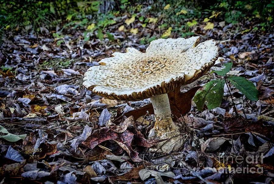 Mushroom #1 Photograph by Melissa Messick
