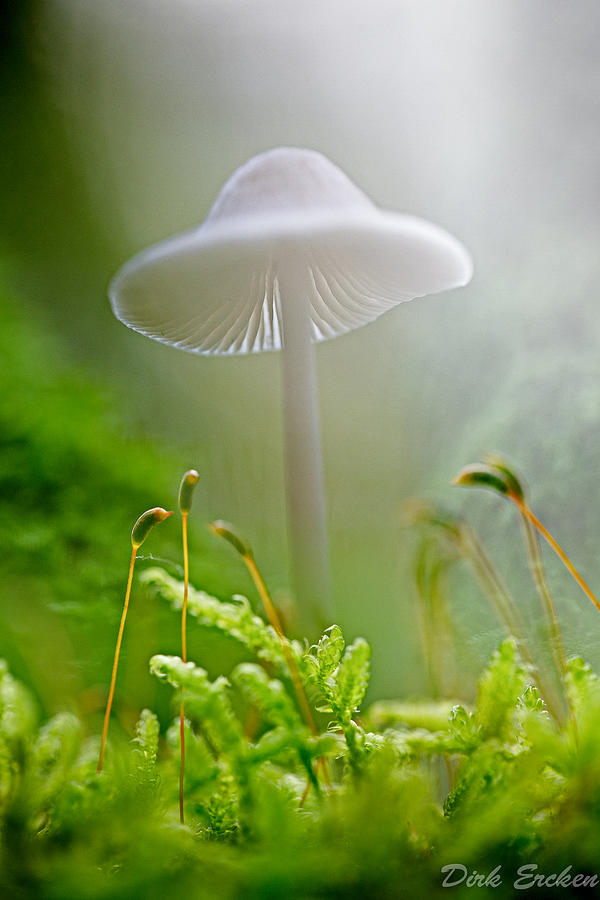 Mushroom Mycena galericulata #1 Photograph by Dirk Ercken