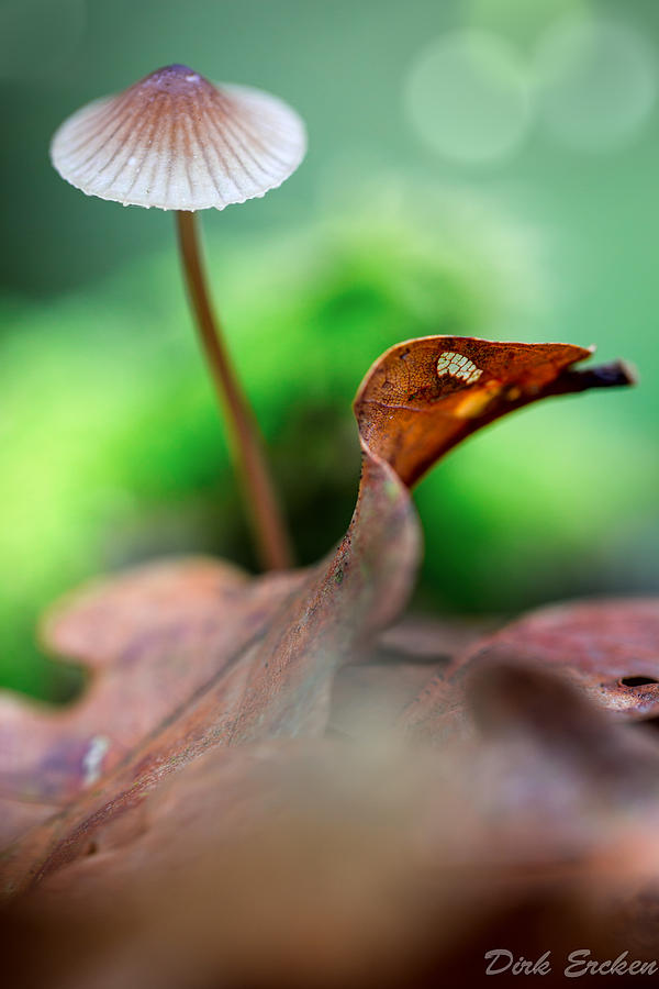 Mushroom Mycena sp. #1 Photograph by Dirk Ercken
