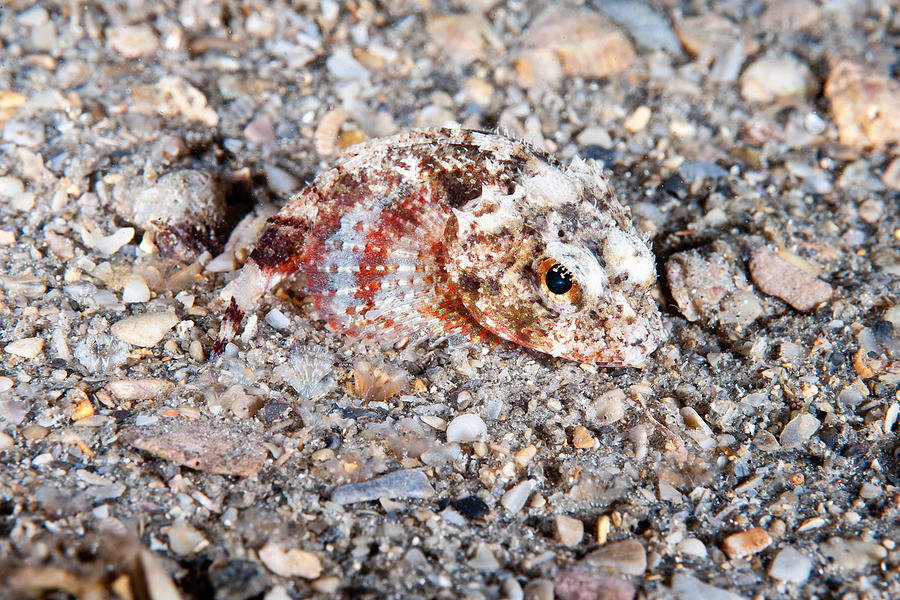 Mushroom Scorpionfish #1 Photograph by Andrew J. Martinez