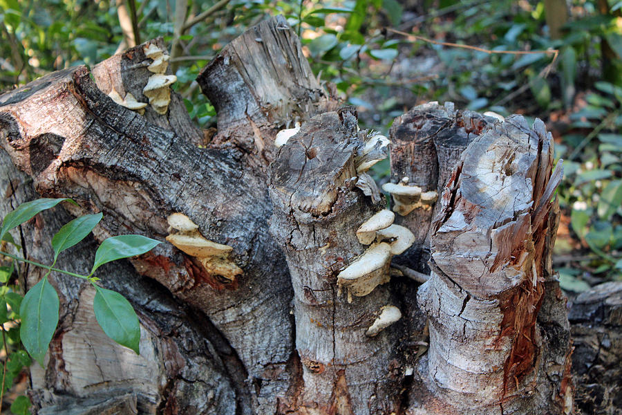 Mushroom Stump #1 Photograph by Audrey Robillard