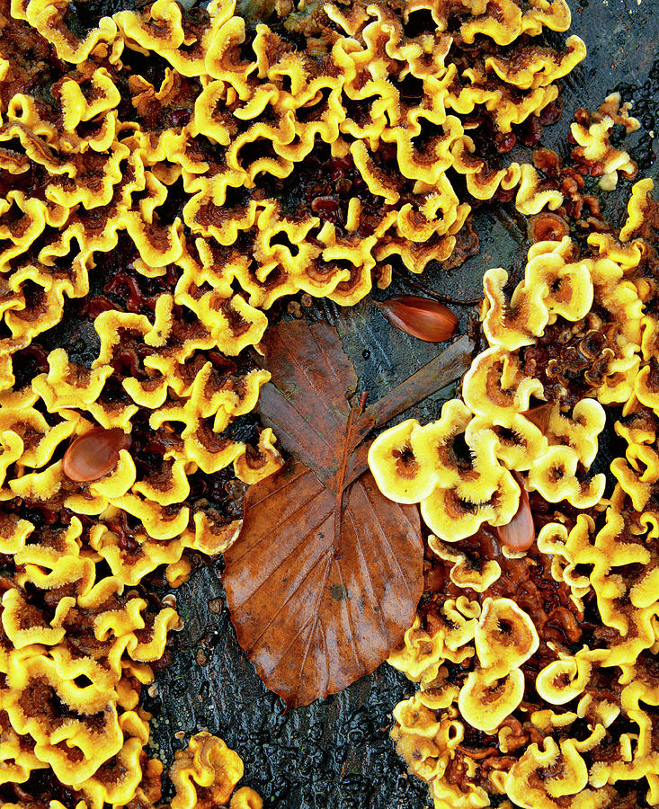 Mushrooms Growing On A Tree Photograph by Martin Bond/science Photo ...