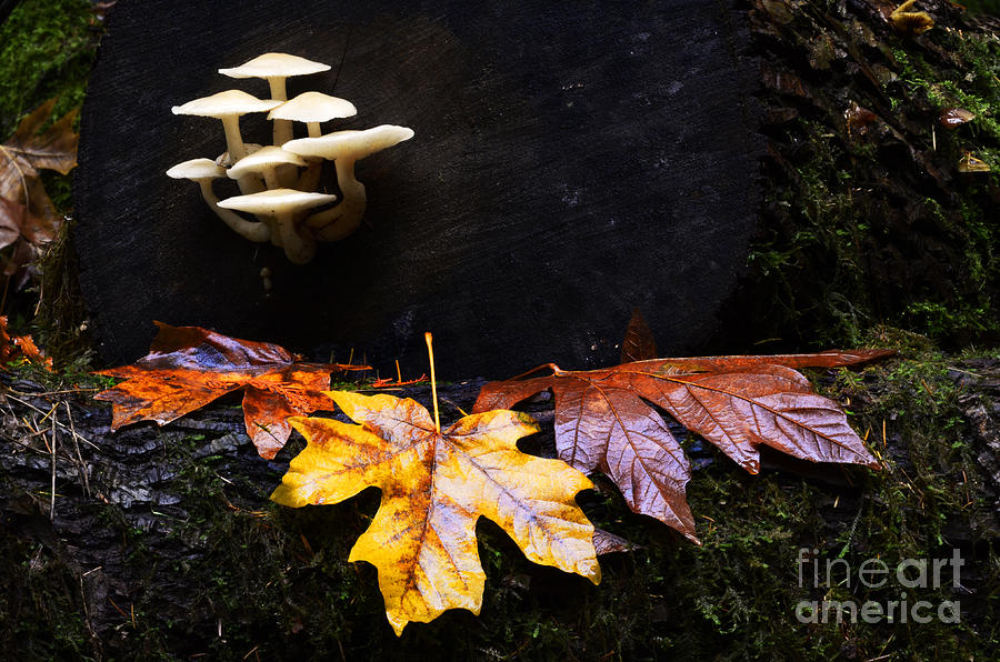 Mushrooms In Autumn #1 Photograph by Bob Christopher