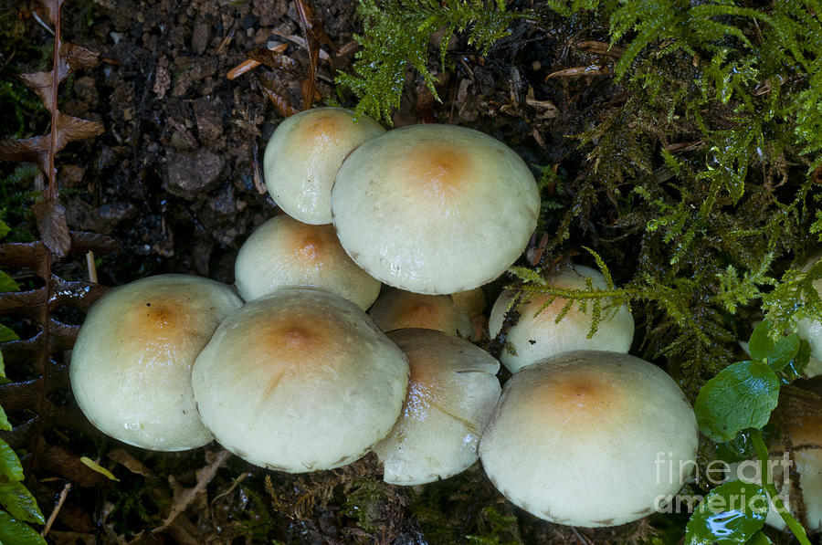 Mushrooms In The Oregon Coast Range #1 Photograph by William H. Mullins