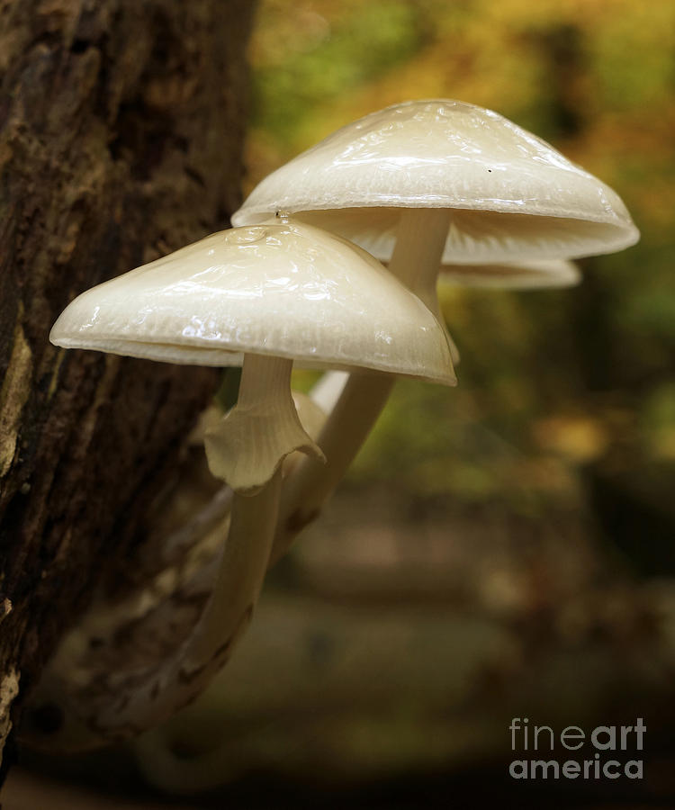 Mushrooms #2 Photograph by Inge Riis McDonald