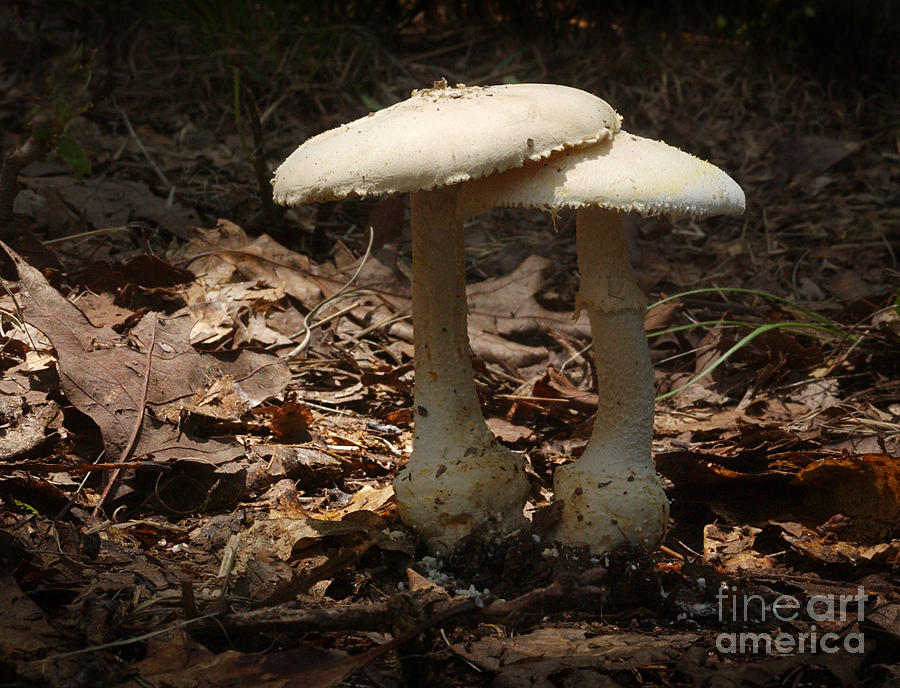 Nature Photograph - Mushrooms #1 by Susan Leavines