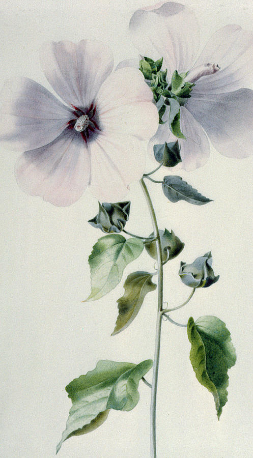 Still Life Painting - Musk Mallow by Marie-Anne