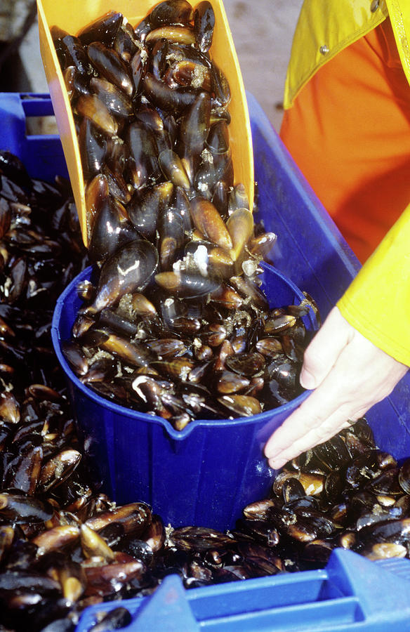 Animal Photograph - Mussel Farming #1 by Louise Murray/science Photo Library