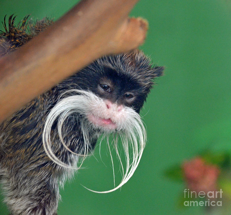 Mustached Monkey Emperor Tamarins  Photograph by Jim Fitzpatrick