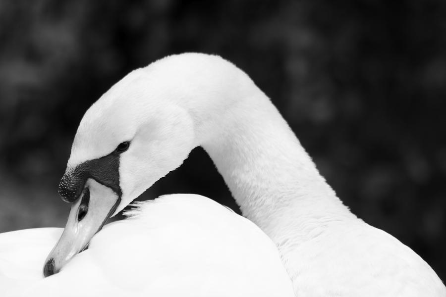 Mute Swan Black White #2 Photograph by Gary Corbett