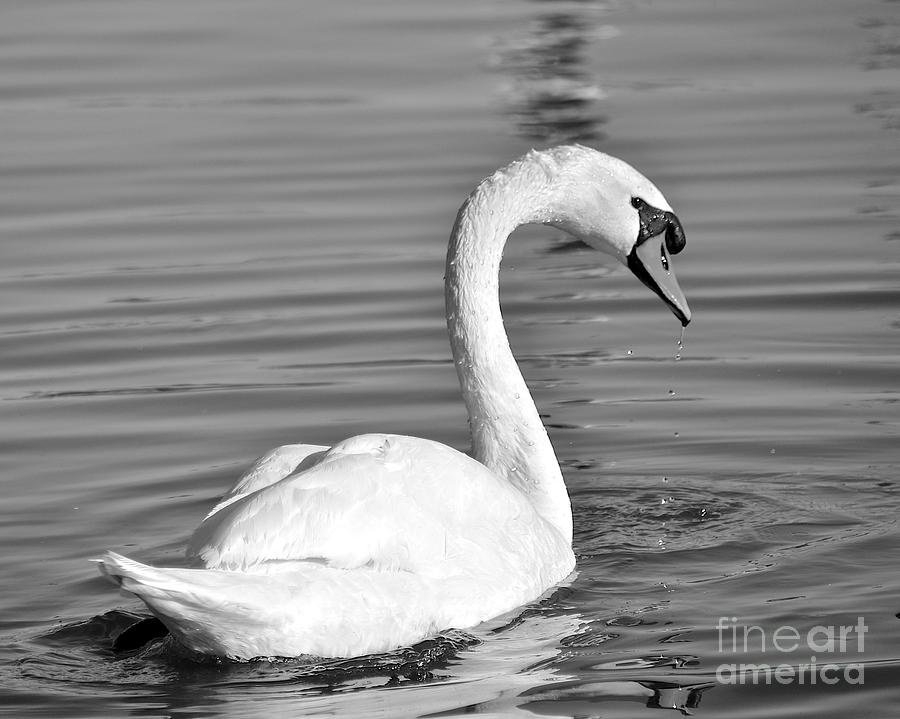 Mute Swan #1 Photograph by Carol  Bradley