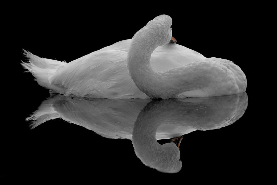 Mute swan #1 Photograph by Gavin Macrae