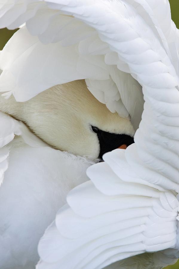 Mute Swan #1 Photograph by John Devries/science Photo Library