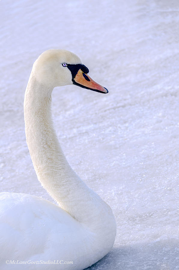 Swan Photograph - Mute Swan on Ice #1 by LeeAnn McLaneGoetz McLaneGoetzStudioLLCcom