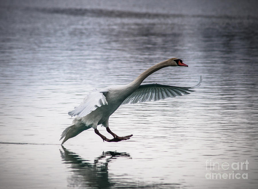 Mute Swan #1 Photograph by Ronald Grogan