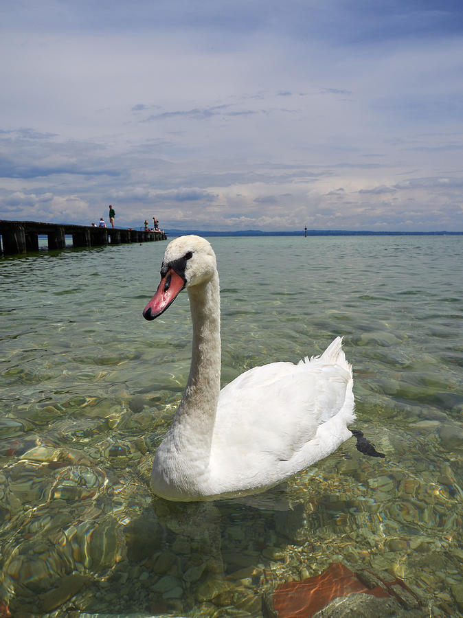 Mute swan. Sirmione. Lago di Garda #5 Photograph by Jouko Lehto