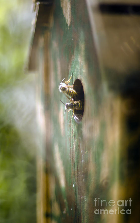 Wasp Photograph - My pet wasps by Angel Ciesniarska