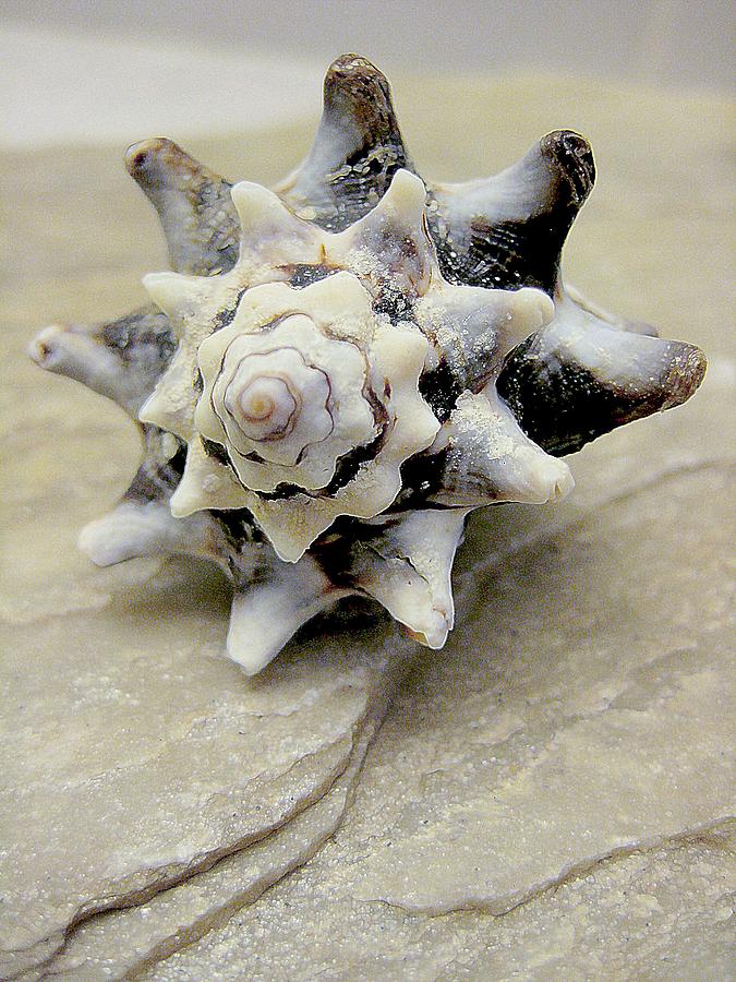 Seashell Photograph - My Pretty One by Shirley Sirois