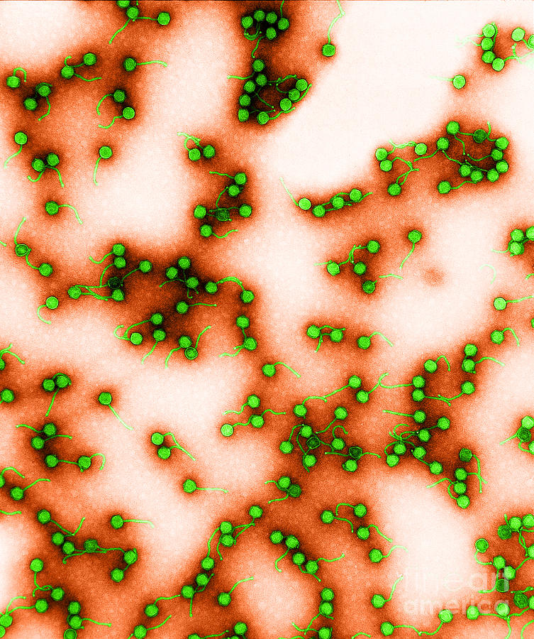 Mycobacterium Smegmatis Photograph - Mycobacterium Phage, Tem #1 by Kwangshin Kim