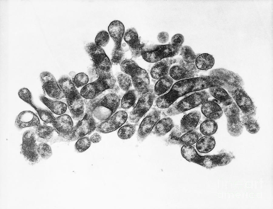 Bacterial Photograph - Mycoplasma Bacteria, Tem #1 by David M. Phillips