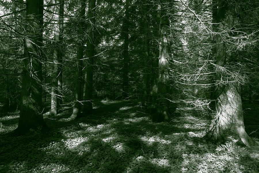 Mysterious forest #1 Photograph by Ulrich Kunst And Bettina Scheidulin