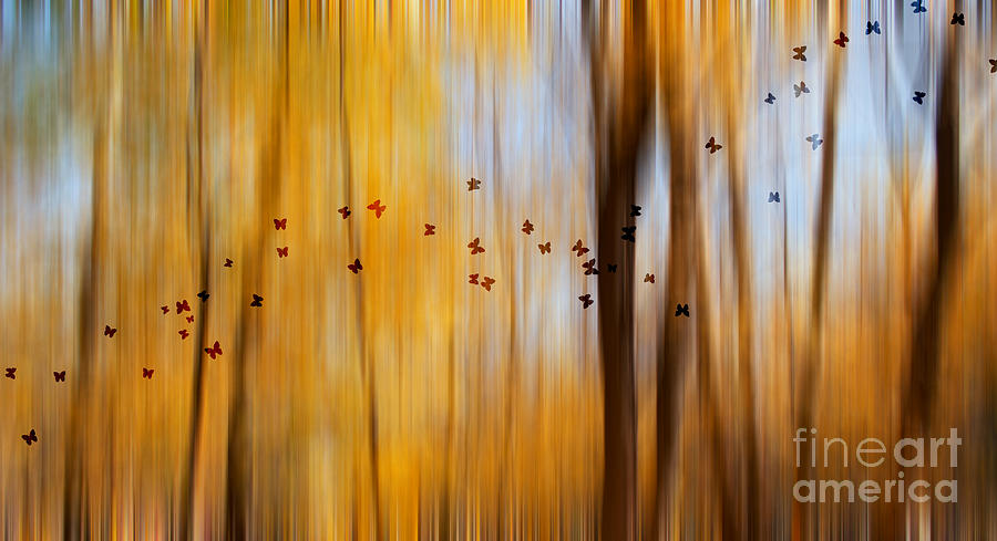Abstract Photograph - Mystic forest by Rima Biswas