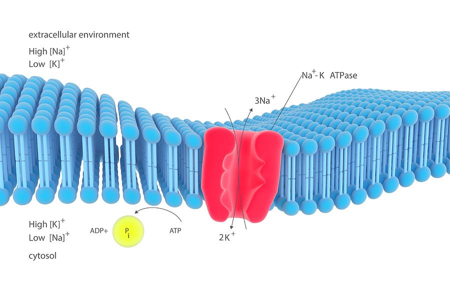 Na-k Membrane Ion Pump Photograph by Science Photo Library | Pixels