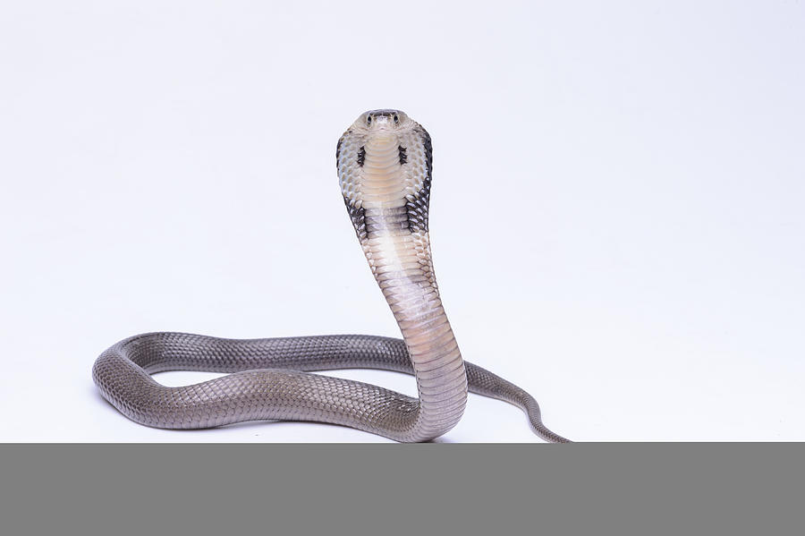 Naja siamensis (Black And White Spitting Cobra, Indo-chinese Spitting Cobra, Siamese Cobra) #1 Photograph by Arun Roisri