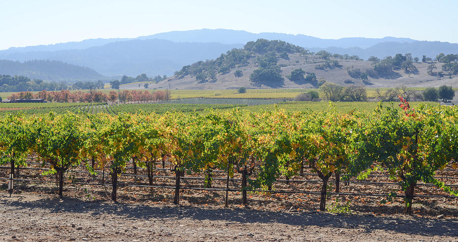 Napa Valley California Vineyard in Fall Autumn Photograph by Brandon ...