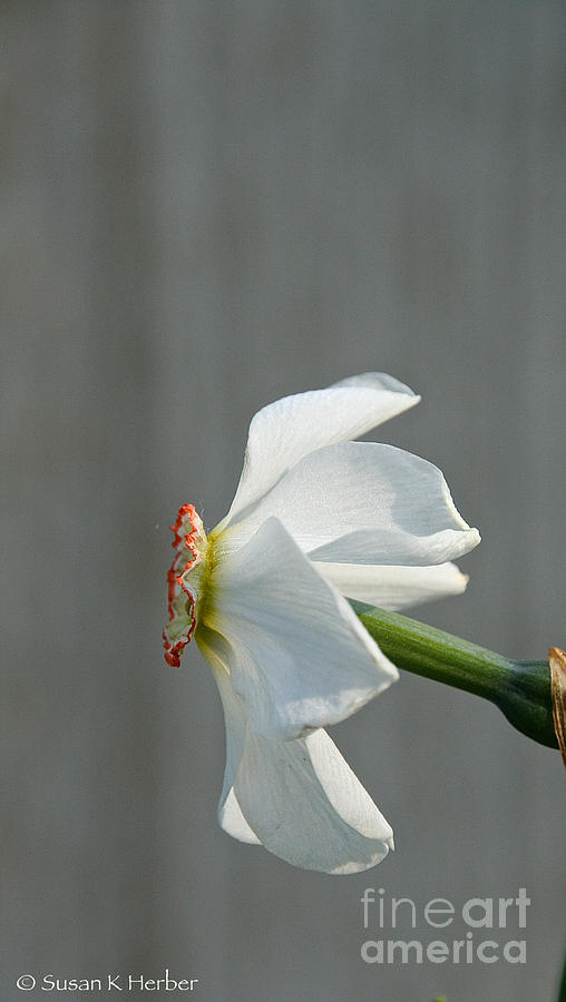Narcissus Profiled Photograph by Susan Herber