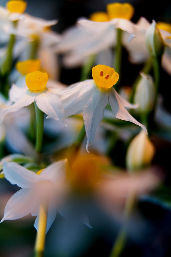 Narcissus tazetta #1 Photograph by Stelios Kleanthous