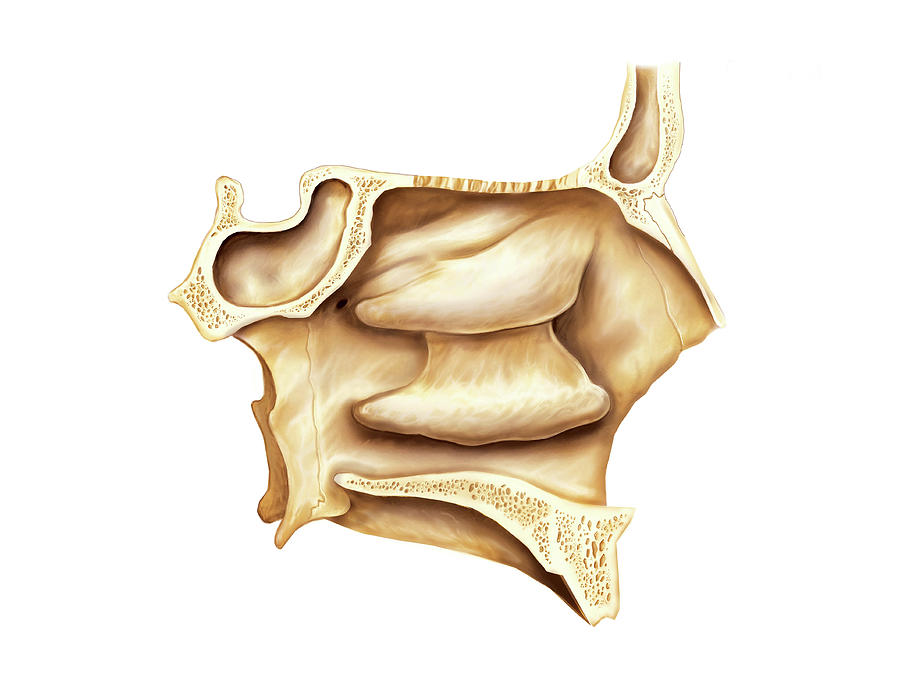 Nasal Cavities Photograph By Asklepios Medical Atlas Fine Art America 5644