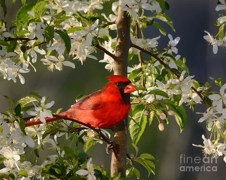 Red Cardinal In Flowers Photograph by Nava Thompson
