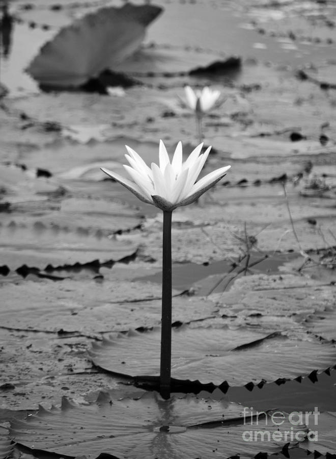 Natural Water Lily Flowers and Pads Found on the East Side of Cozumel Mexico Black and White #1 Photograph by Shawn OBrien