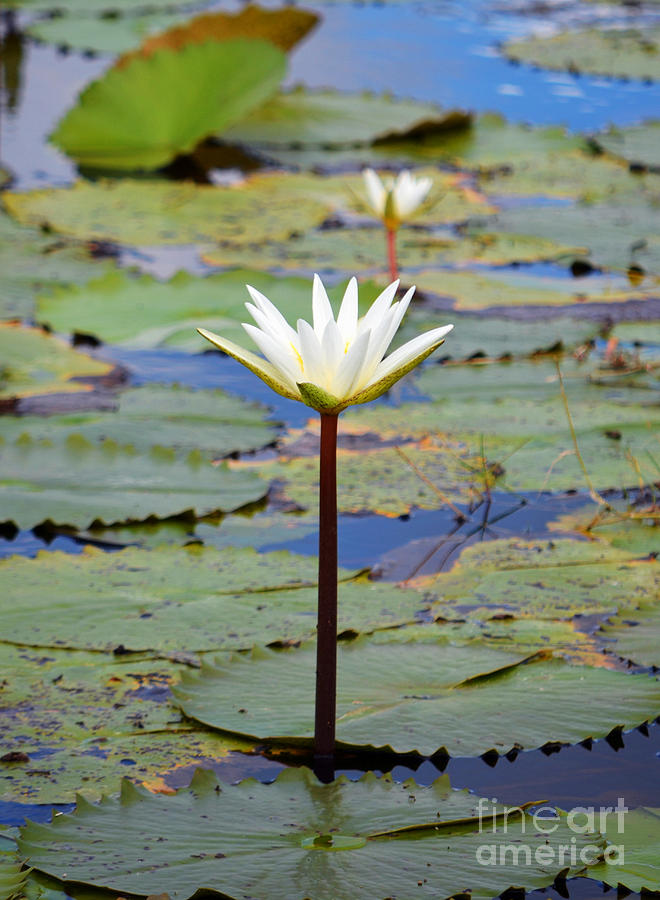 Natural Water Lily Flowers and Pads Found on the East Side of Cozumel Mexico #1 Photograph by Shawn OBrien