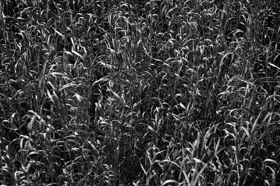 Nature Photograph - Nature Background Brown Grass Texture #2 by Donald  Erickson