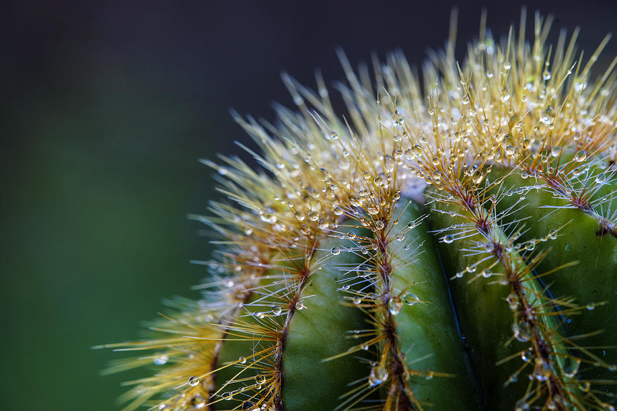 Nature Photograph - Nature Closeup Cactus with Dew Drops #1 by Donald  Erickson