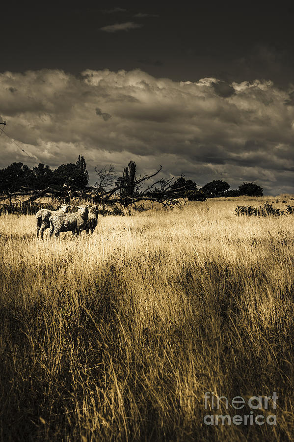 Nature photo of Tasmanian countryside in Australia #1 Photograph by Jorgo Photography