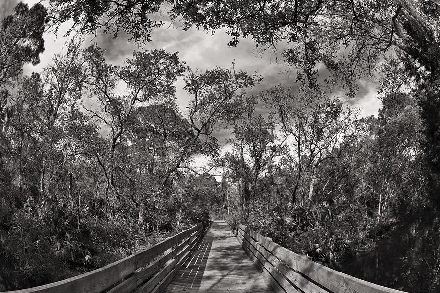 Jacksonville Photograph - Nature Preserve #1 by Raul Rodriguez