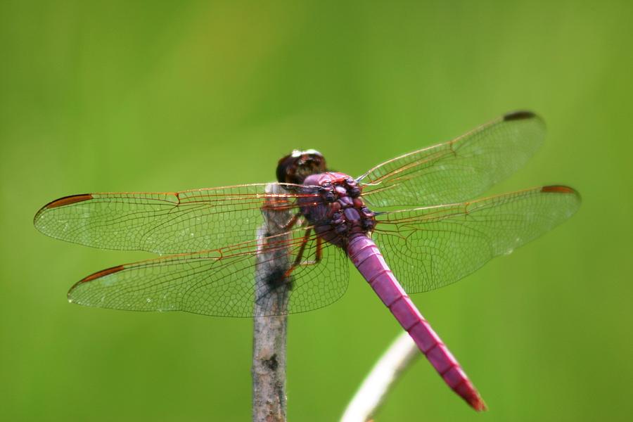 Dragonfly - Natures Rose Photograph by Lora Tout