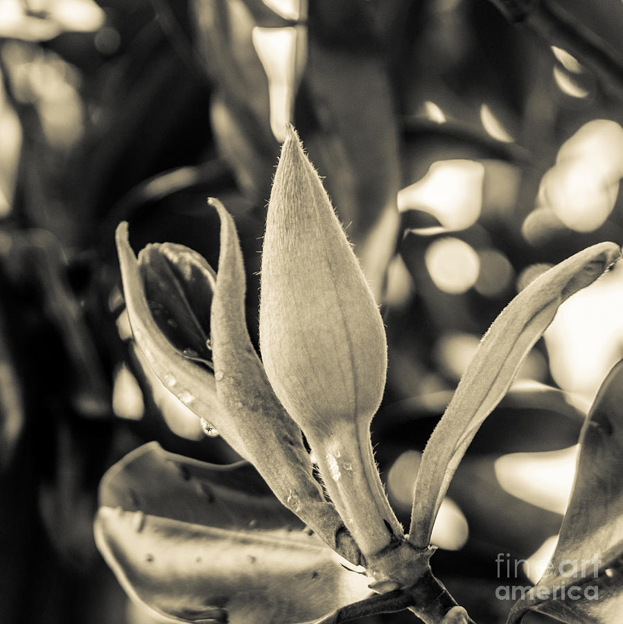 Magnolia Movie Photograph - Naturescape a10g #1 by Otri Park